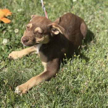 Labrador Retriever Dogs Available for Adoption in Locust Fork, Alabama - Reese Cup | PetCurious