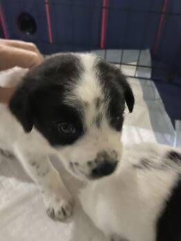 Labrador Retriever Dogs Available for Adoption - Petey | PetCurious