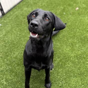 Black Labrador Retriever Dogs Available for Adoption - Loxie 6299 | PetCurious
