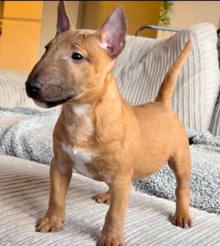 Nubian -  Bull Terrier Dog for Adoption in Blessing, Texas - Nubian | PetCurious