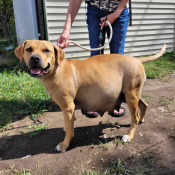 Rescue Labrador Retriever Dogs for Adoption in Springboro, Ohio - Chai | PetCurious