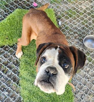 Boxer Dogs Available for Adoption in Billings, Montana - Cinnamon Sugar | PetCurious