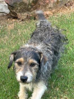 Lucky *MEET ME* -  Schnauzer and Wire Fox Terrier Dog for Adoption in South Kingstown, Rhode Island - Lucky *MEET ME* | PetCurious