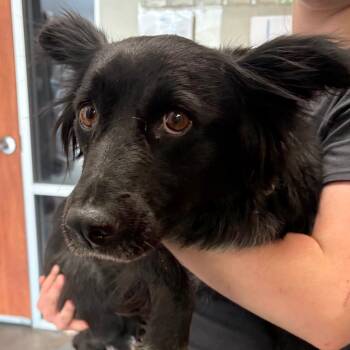 Starburst -  Mixed Breed Dog for Adoption in Yuma, Arizona - Starburst | PetCurious