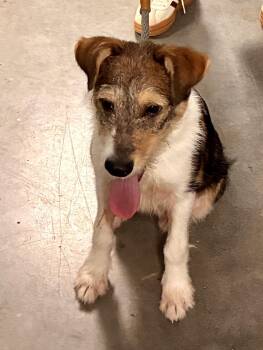 Diamond -  Jack Russell Terrier and Wire Fox Terrier Dog for Adoption - Diamond | PetCurious