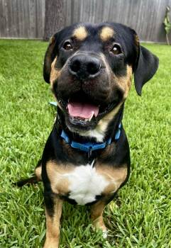 Rescue Pit Bull Terrier and Rottweiler Dogs for Adoption in Mooresville, North Carolina - Remy | PetCurious