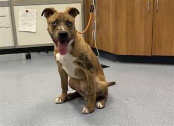 Catahoula Leopard Dog Dogs Available for Adoption in San Jose, California - A1405710 | PetCurious
