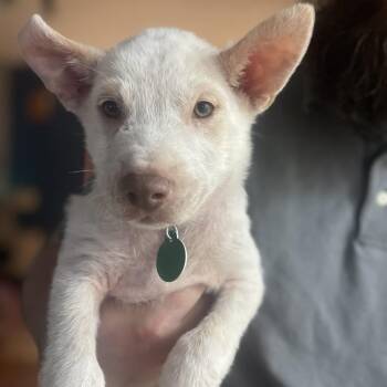 Trefoil -  Mixed Breed Dog for Adoption in Buffalo, Minnesota - Trefoil | PetCurious