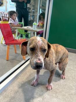 Rescue Pit Bull Terrier and Mixed Breed Dogs for Adoption in Bossier City, Louisiana - Hennessy | PetCurious