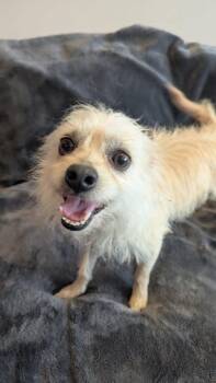 Chihuahua and Terrier Dogs Available for Adoption in Sugar Grove, Illinois - Happy | PetCurious