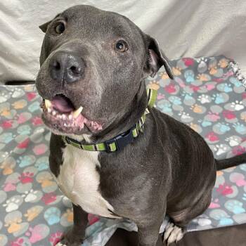 Shilly -  Pit Bull Terrier Dog for Adoption in Lacon, Illinois - Shilly | PetCurious
