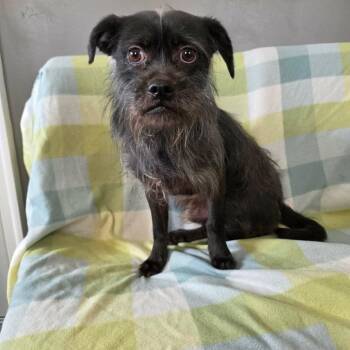 Terrier and Mixed Breed Dogs Available for Adoption in Jackson, Missouri - Chirp | PetCurious