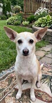 Ginger in TX -  Chihuahua Dog for Adoption in Cranston, Rhode Island - Ginger In TX | PetCurious