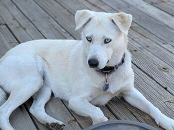 Annie Oakhurst, CA 2026 -  Husky and Cattle Dog Dog for Adoption in Oakhurst, California - Annie Oakhurst, CA 2026 | PetCurious