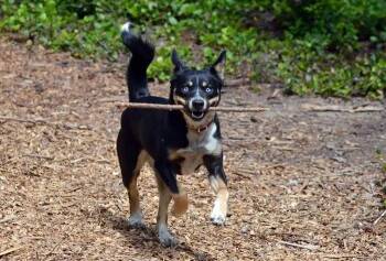 Rescue Australian Cattle Dog Blue Heeler and Husky Dogs for Adoption in Coupeville, Washington - Yuki | PetCurious