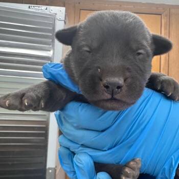 Mixed Breed Dogs Available for Adoption in Columbiana, Alabama - Radiohead | PetCurious