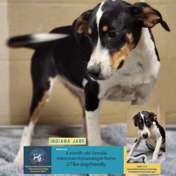INDIANA JANE -  Hound Dog for Adoption in Holbrook, New York - INDIANA JANE | PetCurious