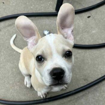 Rescue Mixed Breed Dogs for Adoption in Olathe, Kansas - Ford | PetCurious