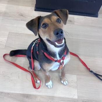 Marty -  Miniature Pinscher and Rat Terrier Dog for Adoption in Shakopee, Minnesota - Marty | PetCurious