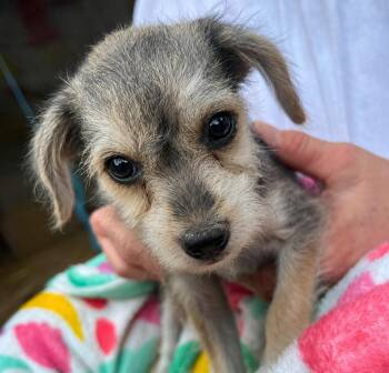 Snow White -  Chihuahua and Miniature Schnauzer Dog for Adoption in Tylertown, Mississippi - Snow White | PetCurious