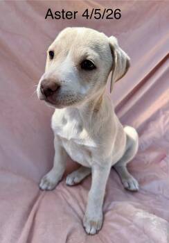 Aster -  Staffordshire Bull Terrier and Shepherd Dog for Adoption in Thornton, Colorado - Aster | PetCurious