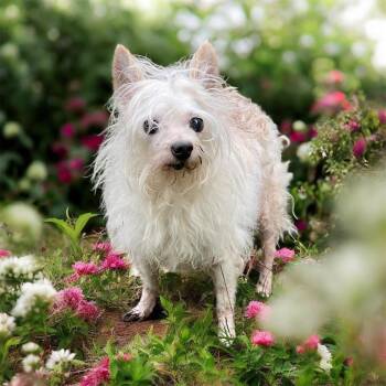 Rescue Terrier Dogs for Adoption in Graham, Washington - YOGI | PetCurious