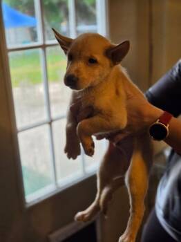 Ivan Ooze -  Husky Dog for Adoption in Lakeland, Florida - Ivan Ooze | PetCurious