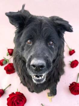 Chow Chow Dogs Available for Adoption - Bobo | PetCurious