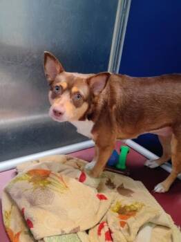 Concha -  Chihuahua and Mixed Breed Dog for Adoption in Beatrice, Nebraska - Concha | PetCurious