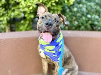 Sticky Keys -  Mixed Breed Dog for Adoption in New York, New York - Sticky Keys | PetCurious