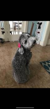 Rescue Goldendoodle Dogs for Adoption in Beatrice, Nebraska - Stella | PetCurious