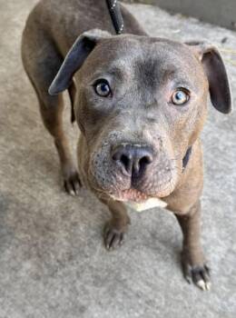 Pit Bull Terrier Dogs Available for Adoption in Chicago, Illinois - Carlos | PetCurious