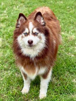 Remus -  Pomsky Dog for Adoption in Kiowa, Oklahoma - Remus | PetCurious