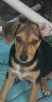 Billy -  Chihuahua Dog for Adoption in Harlingen, Texas - Billy | PetCurious