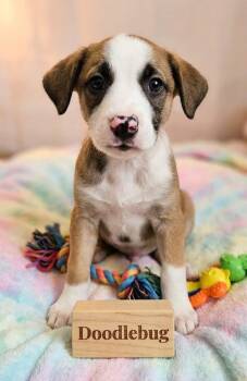 DOODLEBUG -  Beagle and Mixed Breed Dog for Adoption in Lincoln, Nebraska - DOODLEBUG | PetCurious