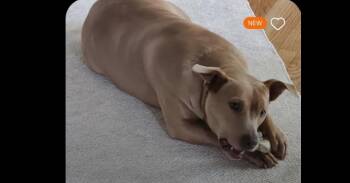 Pit Bull Terrier Dogs Available for Adoption in Naperville, Illinois - Momma | PetCurious