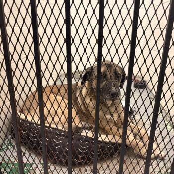 Annie -  Anatolian Shepherd Dog for Adoption in Spokane Valley, Washington - Annie | PetCurious