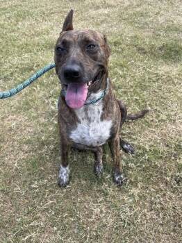 FLOX -  Australian Cattle Dog Blue Heeler and Mixed Breed Dog for Adoption in Corpus Christi, Texas - FLOX | PetCurious