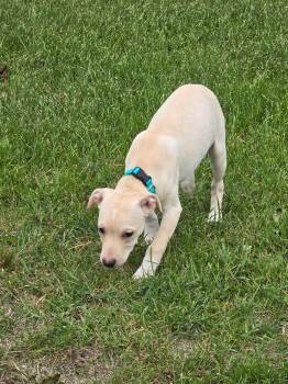 Rescue Mixed Breed Dogs for Adoption in Alma, Michigan - Fred | PetCurious