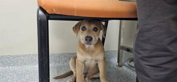 BINGUS PRIME -  Pit Bull Terrier and Mixed Breed Dog for Adoption in Rowlett, Texas - BINGUS PRIME | PetCurious