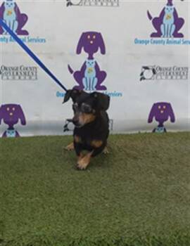 CALLIE -  Chihuahua and Dachshund Dog for Adoption in Orlando, Florida - CALLIE | PetCurious