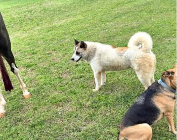 Akita Dogs Available for Adoption in Boulder, Colorado - Meeko | PetCurious
