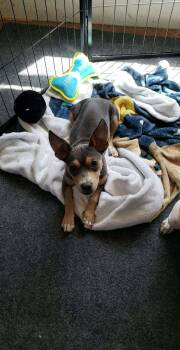 Giggles -  Chihuahua Dog for Adoption in Eugene, Oregon - Giggles | PetCurious