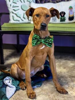 Redbone Coonhound and Mixed Breed Dogs Available for Adoption in Scroggins, Texas - Barron | PetCurious