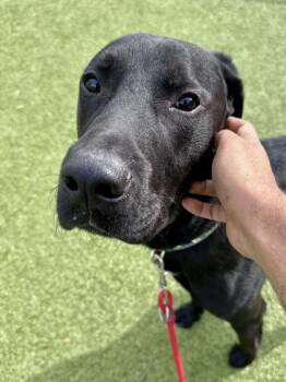 Mixed Breed Dogs Available for Adoption in Wichita, Kansas - Squinch | PetCurious