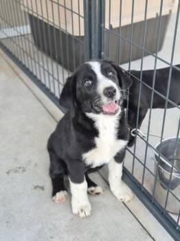 Frack -  Border Collie and Great Pyrenees Dog for Adoption in Bolivar, Missouri - Frack | PetCurious