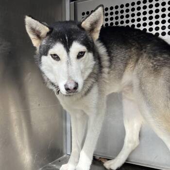 Danny -  Husky and Mixed Breed Dog Available for Adoption in Edinburg, Texas - Danny | PetCurious
