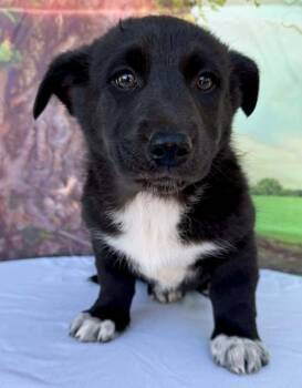 Corgi and Australian Shepherd Dogs Available for Adoption - Briar | PetCurious