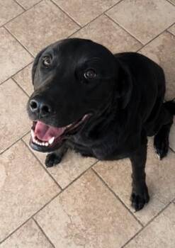 Bruce -  Labrador Retriever and Mixed Breed Dog for Adoption in Kansas City, Missouri - Bruce | PetCurious