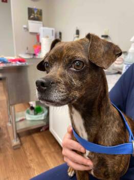 Jenna -  Chihuahua Dog for Adoption in Monson, Massachusetts - Jenna | PetCurious